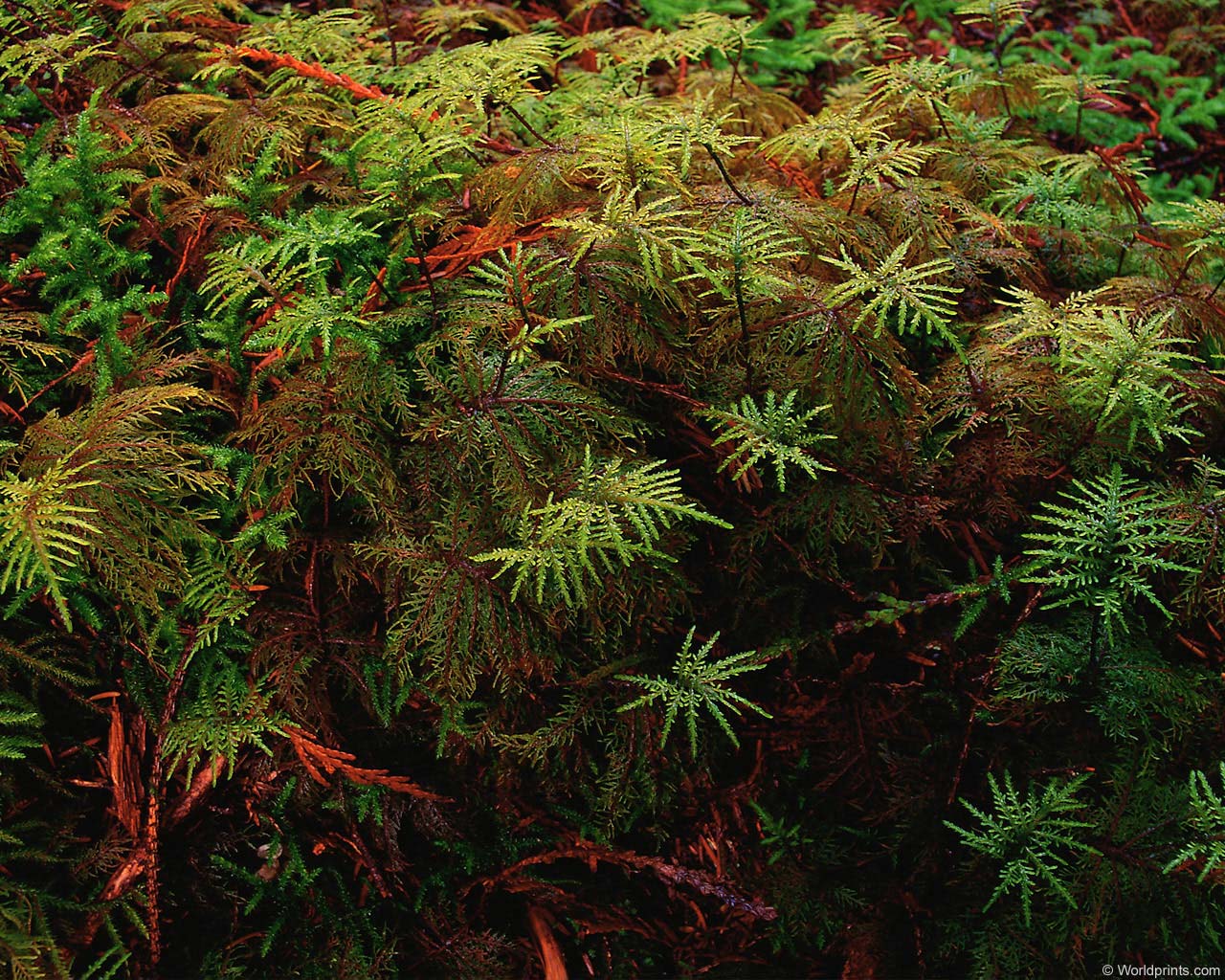 natura_204.jpg