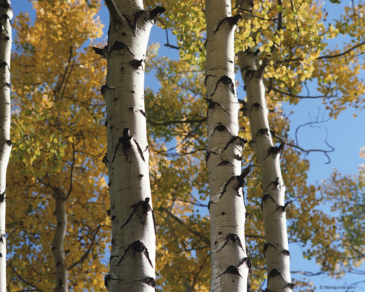 natura_246.jpg