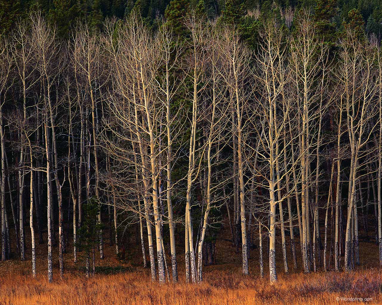 natura_423.jpg