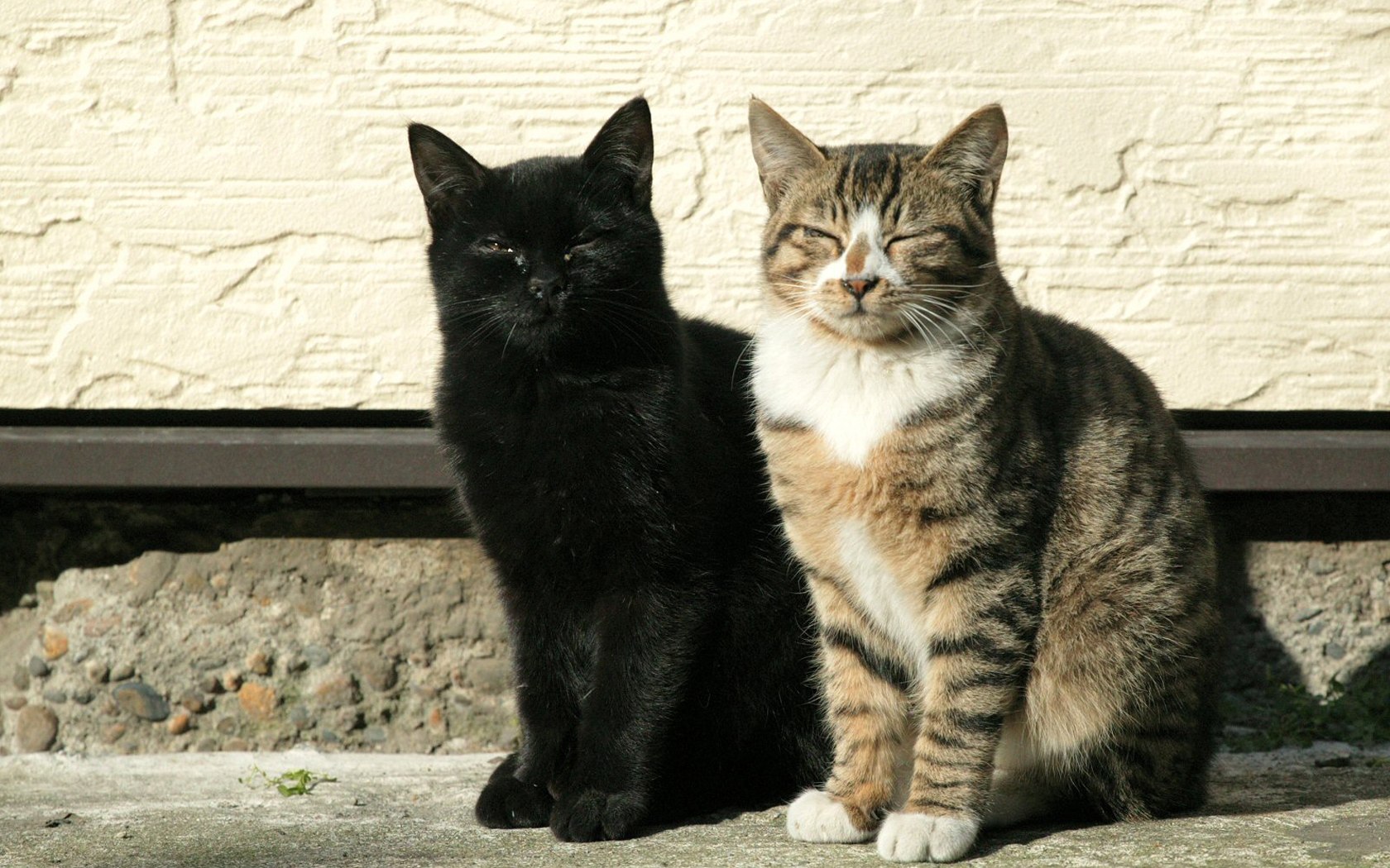 animals_137.jpg