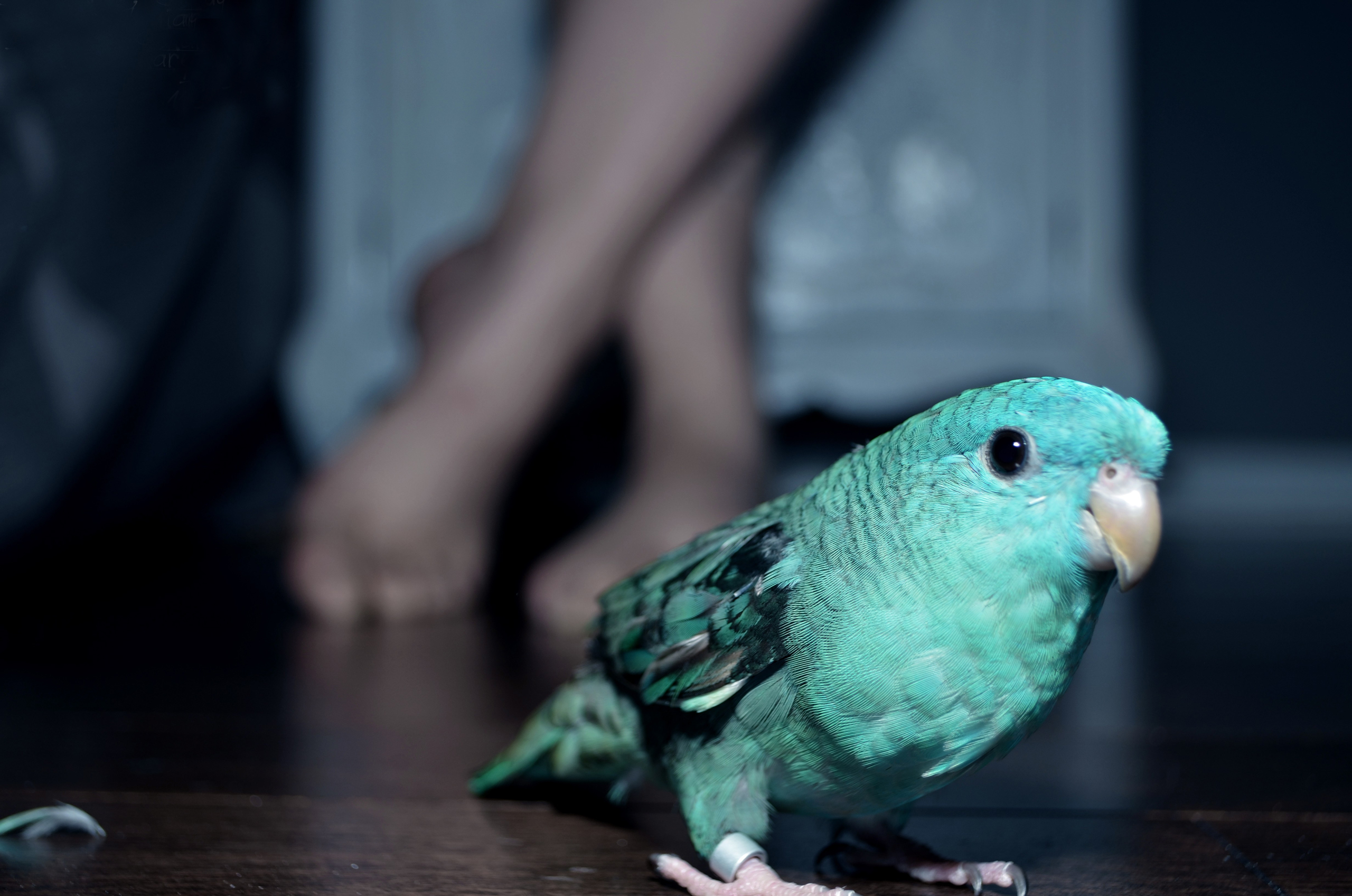 animals_166.jpg