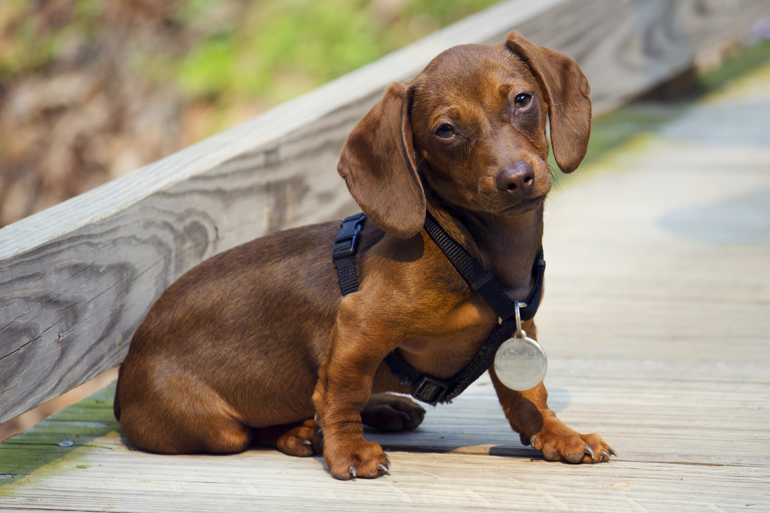 animals_178.jpg