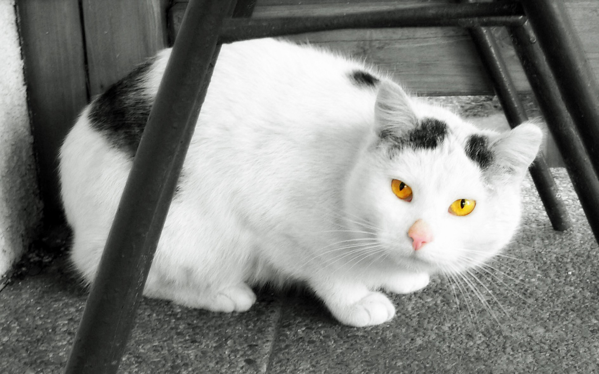 animals_185.jpg